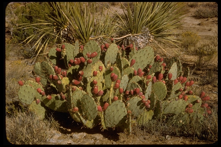 Opuntia sp. Opuntia sp.