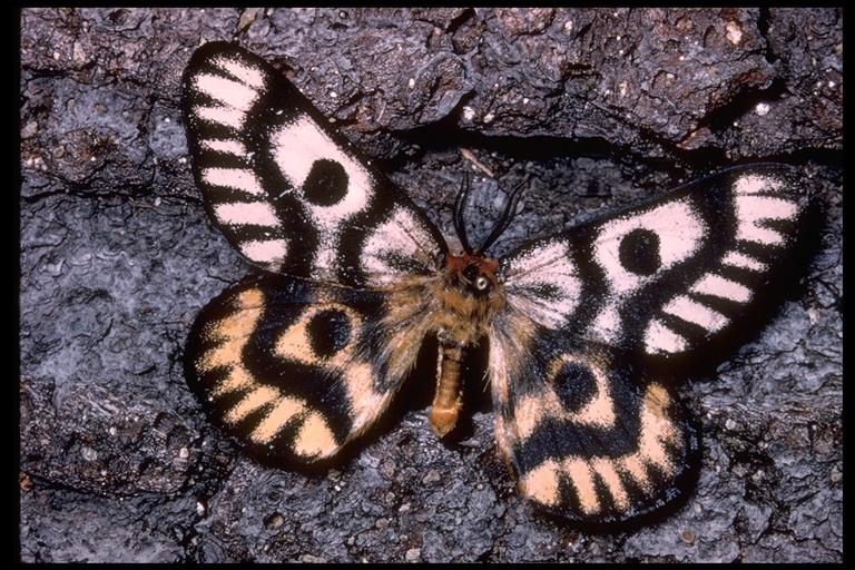 Hemileuca eglanterina