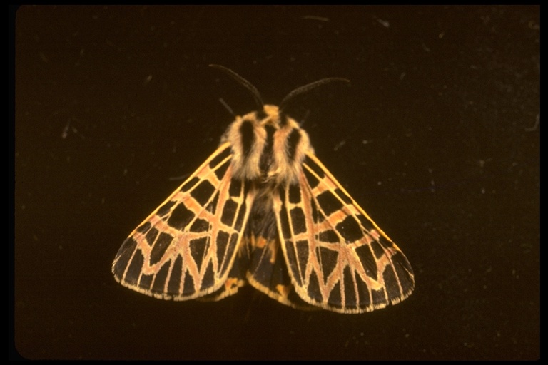 Apantesis ornata