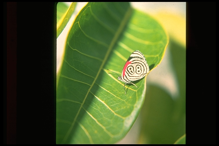 Diaethria sp. Diaethria sp.