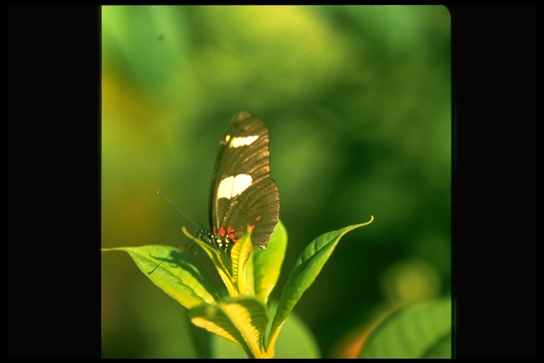 Heliconius sara Heliconius sara
