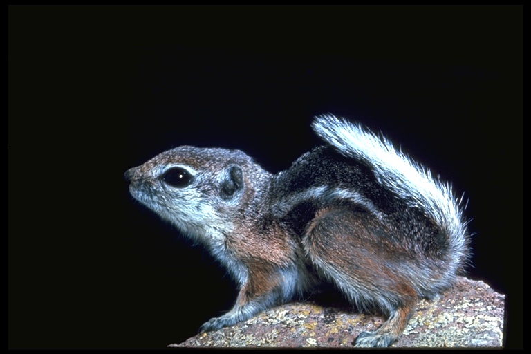 Ammospermophilus leucurus Ammospermophilus leucurus