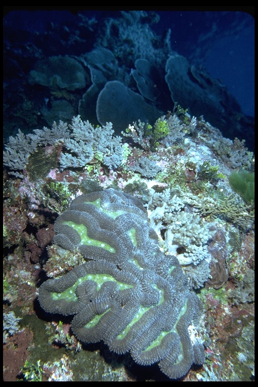 Coral Reef