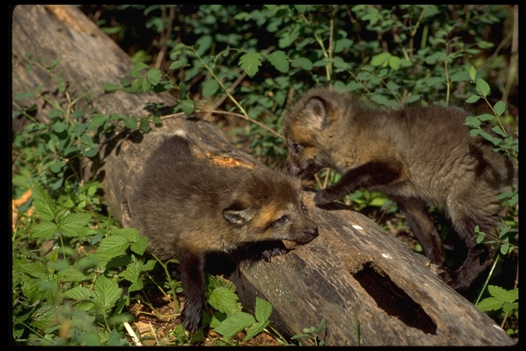 Vulpes vulpes fulva