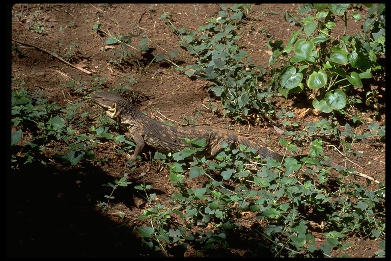 Varanus albigularis