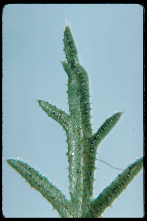 Crupina vulgaris Crupina vulgaris