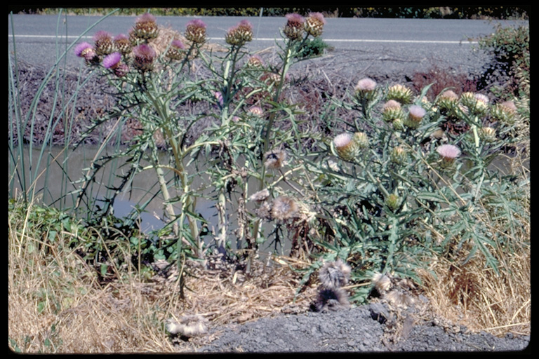 Cynara cardunculus Cynara cardunculus