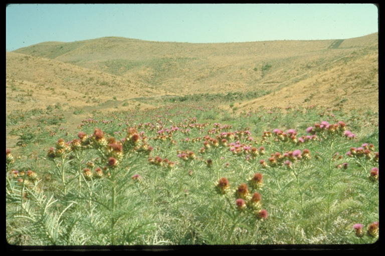 Cynara cardunculus