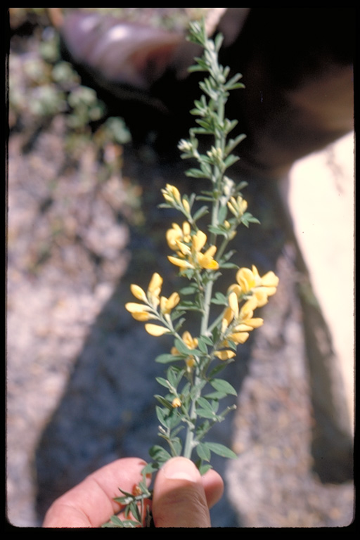 Cytisus hybrid