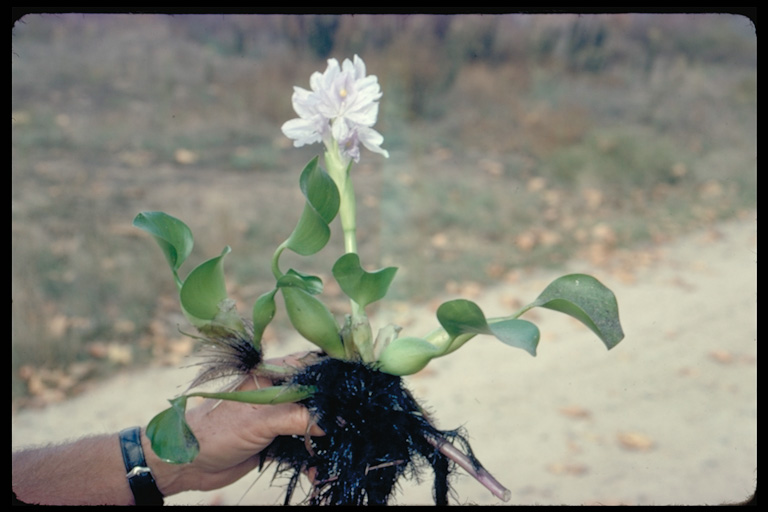 Eichhornia crassipes Eichhornia crassipes