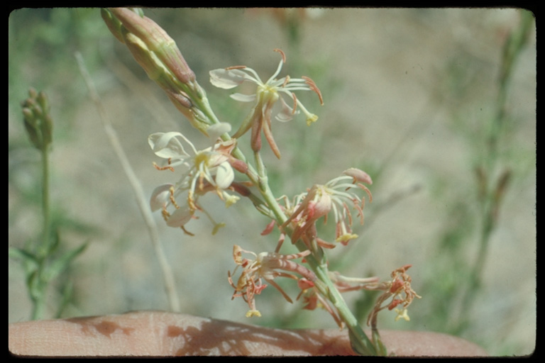 Oenothera suffrutescens Oenothera suffrutescens