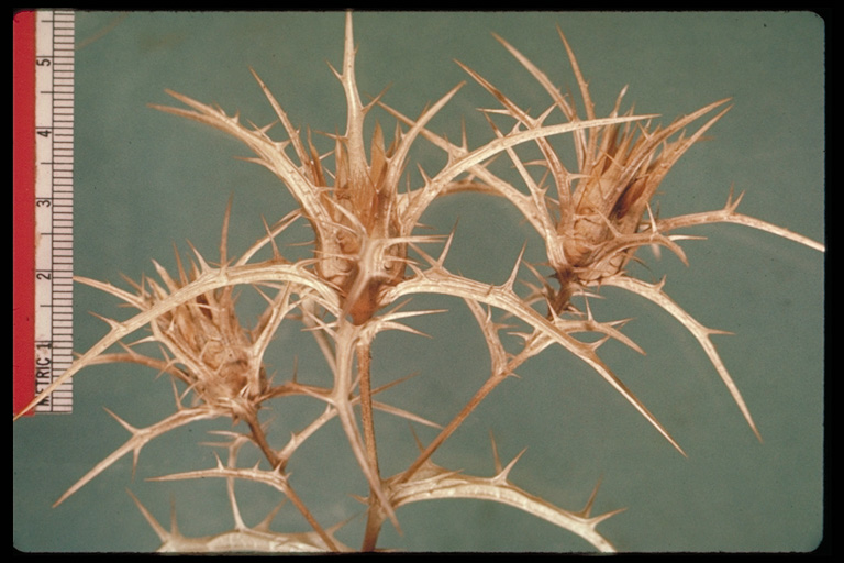 Carthamus creticus Carthamus creticus