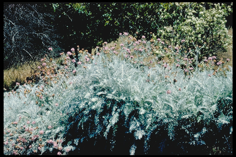 Centaurea cineraria