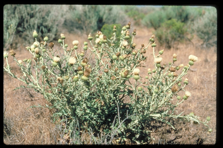 Cirsium undulatum Cirsium undulatum