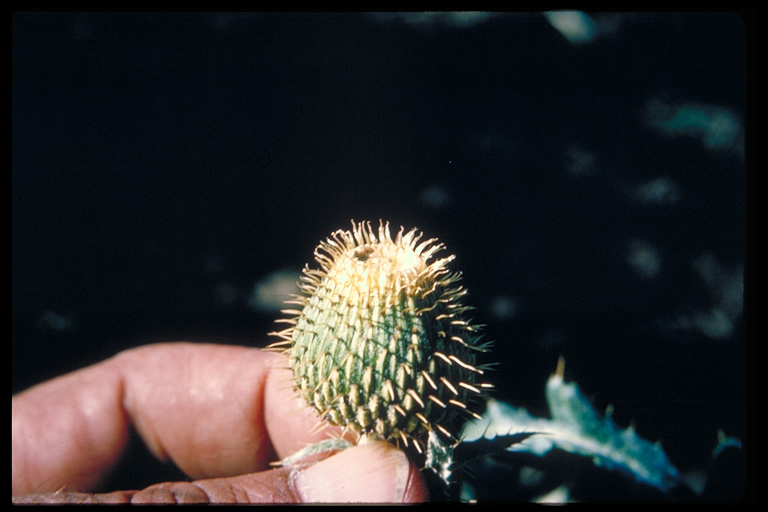 Cirsium undulatum Cirsium undulatum