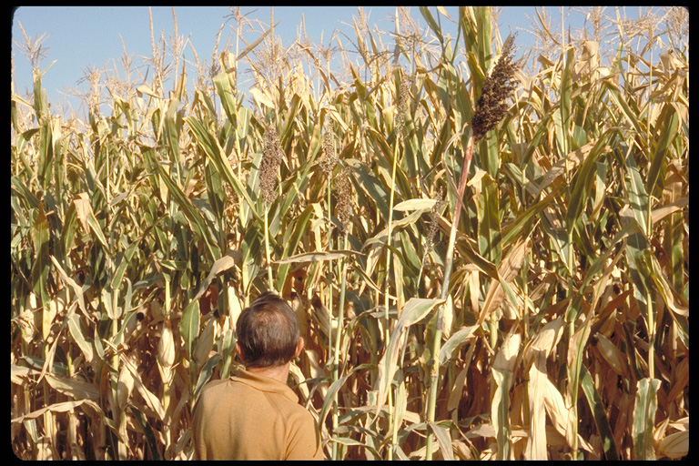 Sorghum bicolor Sorghum bicolor