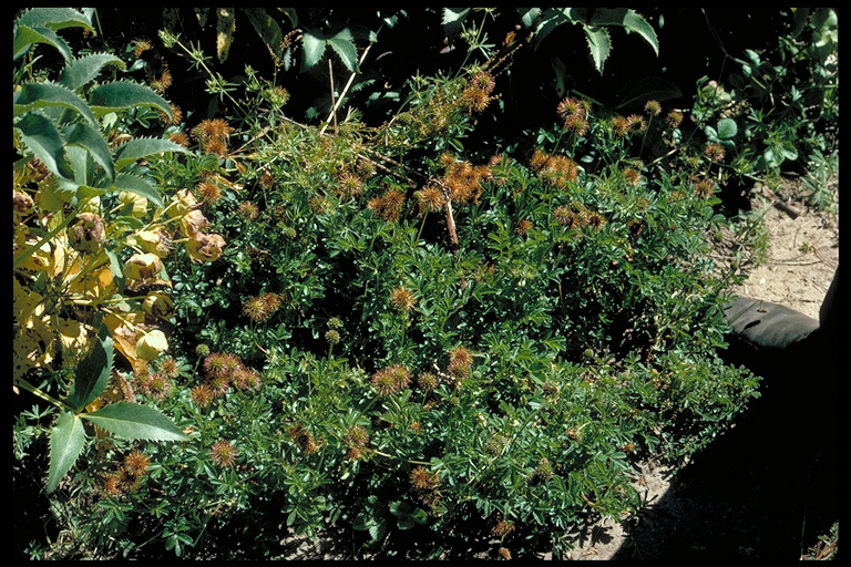 Acaena novae-zelandiae Acaena novae-zelandiae