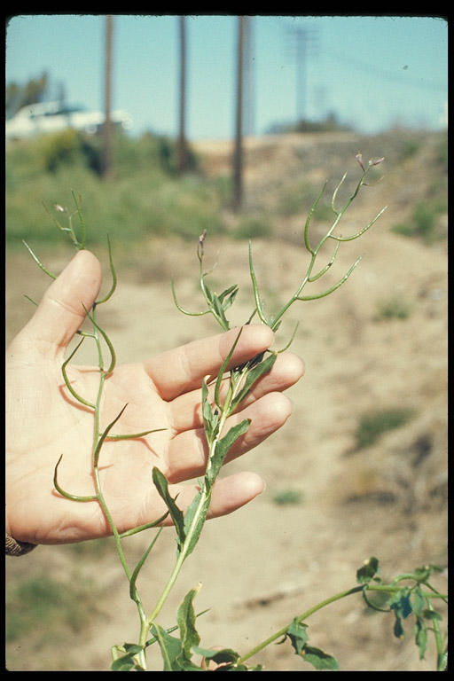 Chorispora tenella Chorispora tenella