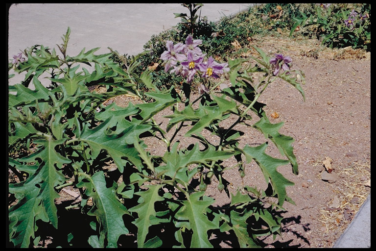 Solanum dimidiatum