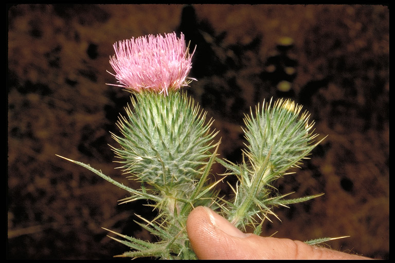 Cirsium vulgare Cirsium vulgare
