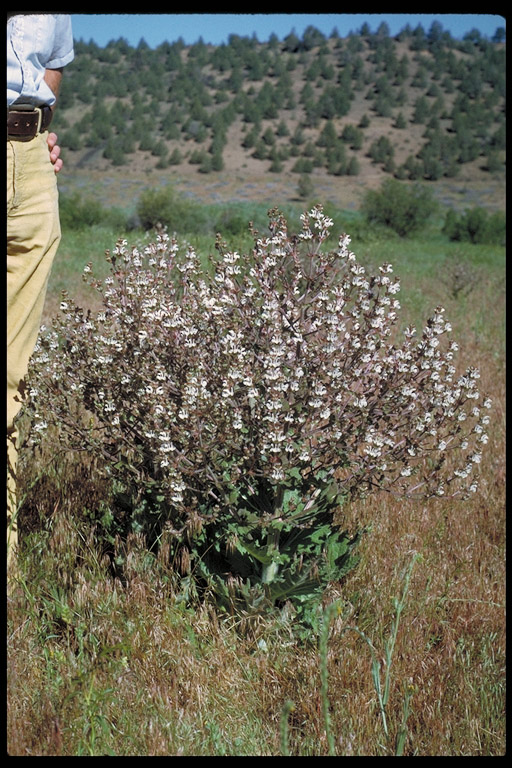 Salvia aethiopis Salvia aethiopis
