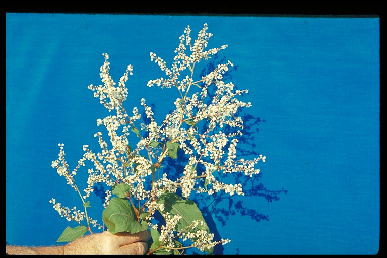 Persicaria wallichii Persicaria wallichii