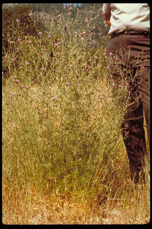 Centaurea stoebe ssp. micranthos