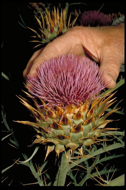Cynara cardunculus Cynara cardunculus