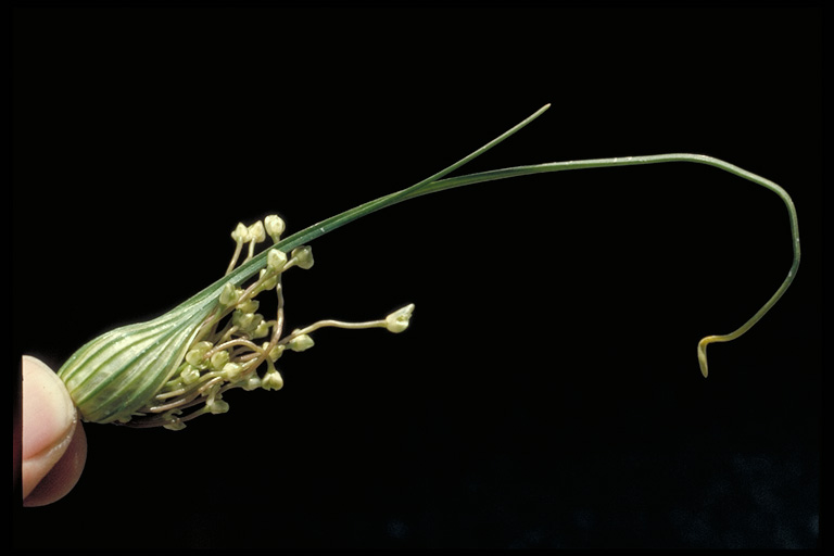 Allium paniculatum var. paniculatum