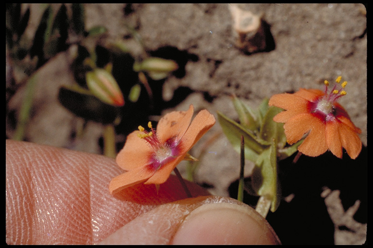 Anagallis arvensis