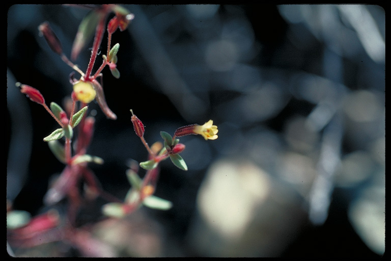 Mimulus rubellus