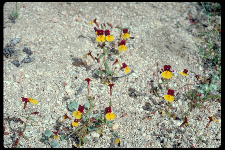 Erythranthe shevockii