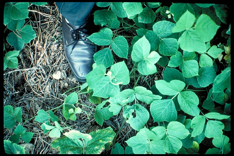 Pueraria montana var. lobata Pueraria montana var. lobata
