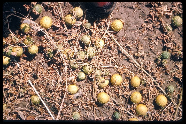 Cucumis myriocarpus Cucumis myriocarpus