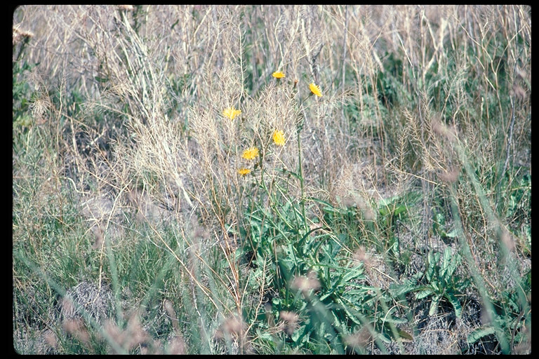 Sonchus arvensis Sonchus arvensis