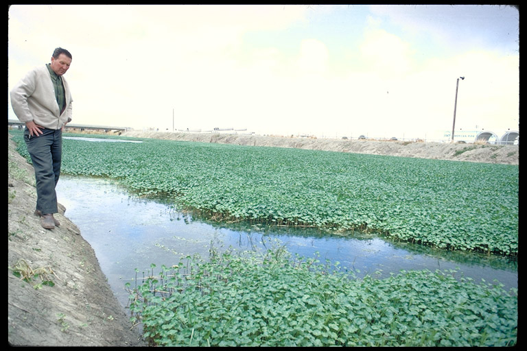 Hydrocotyle umbellata