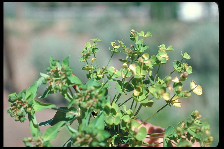 Euphorbia esula Euphorbia esula
