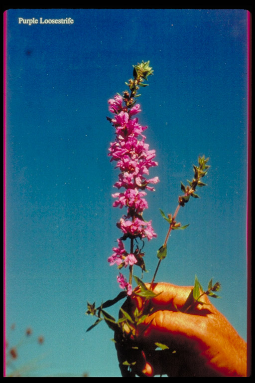 Lythrum salicaria Lythrum salicaria