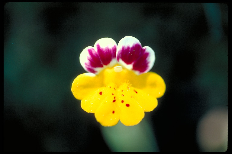 Mimulus bicolor