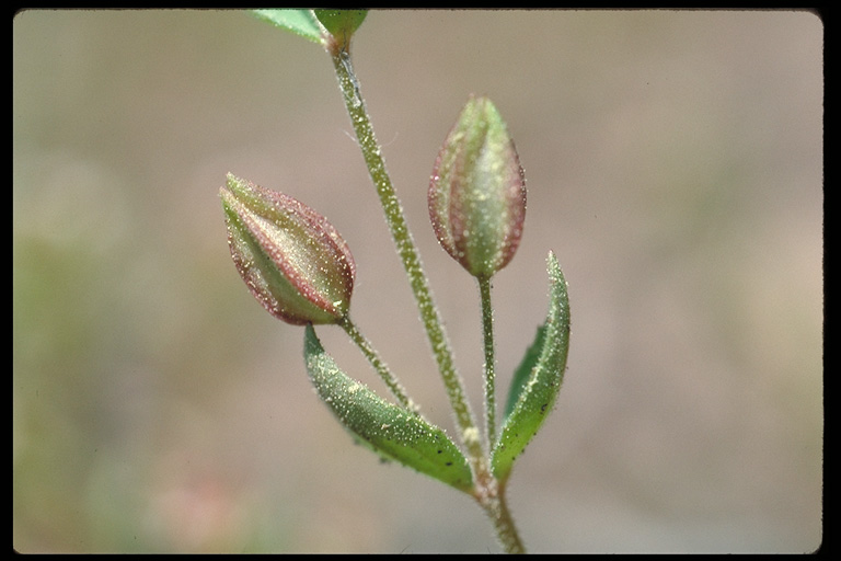Erythranthe breviflora
