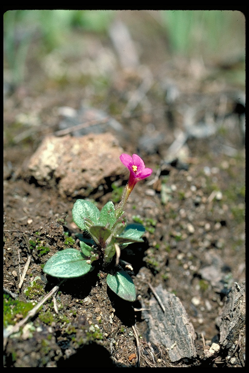 Mimulus congdonii