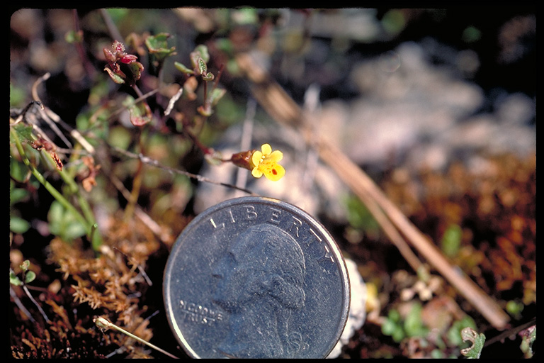 Erythranthe guttata Erythranthe guttata