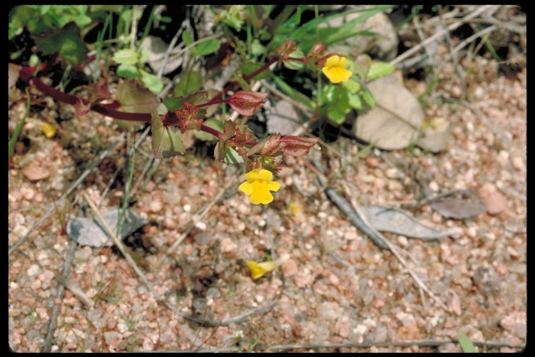 Erythranthe guttata Erythranthe guttata
