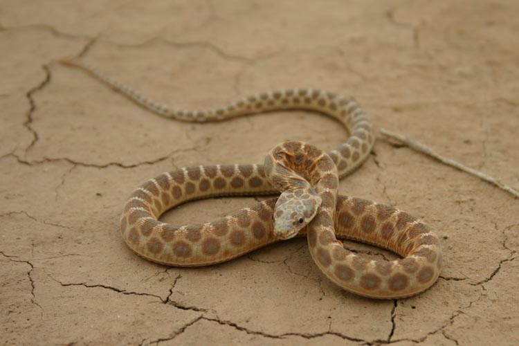 CalPhotos: Spalerosophis diadema schiraziana; Shirazi Diadem Snake