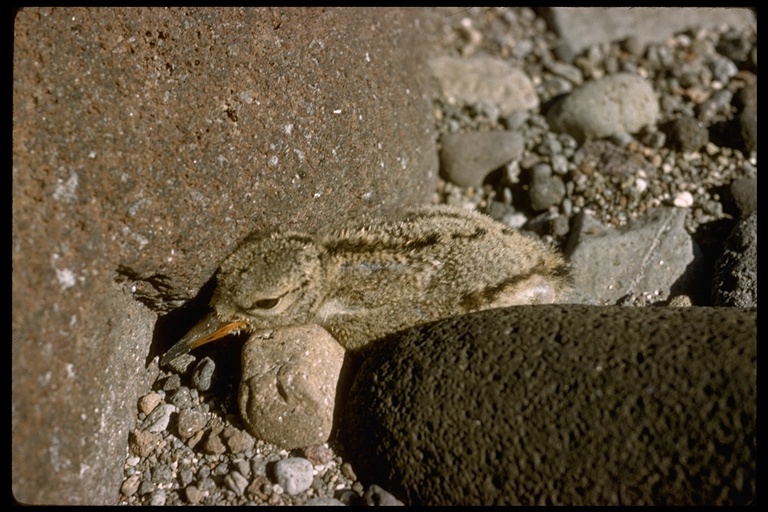 Haematopus palliatus