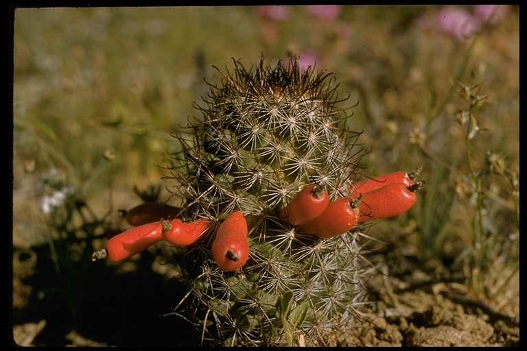 Mammillaria sp.