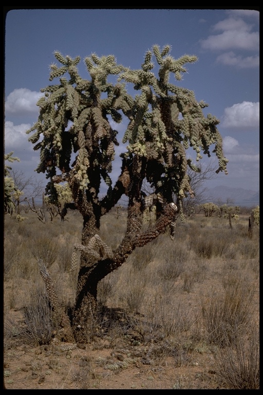 Cylindropuntia fulgida Cylindropuntia fulgida