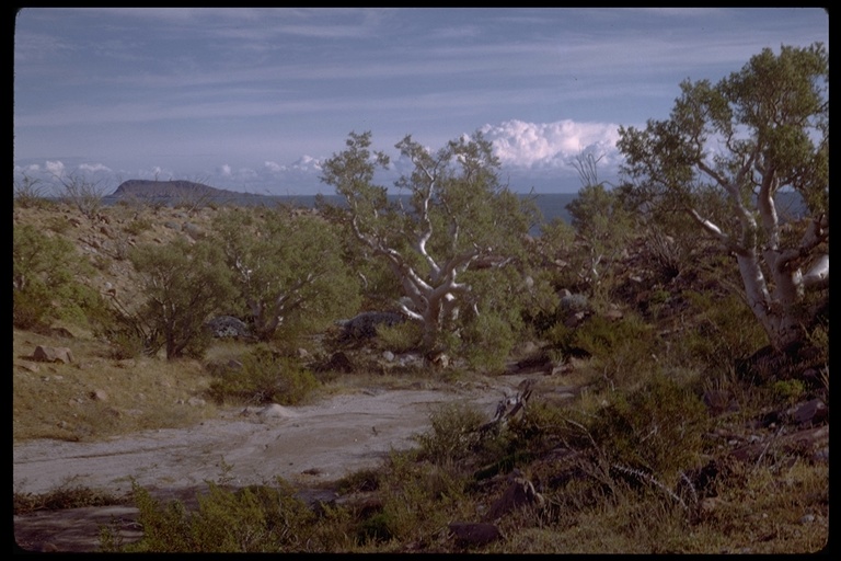 Bursera microphylla