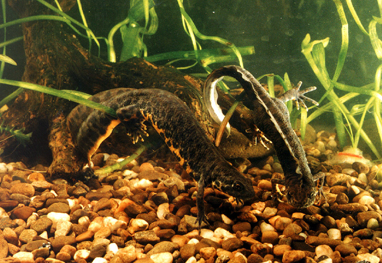 Triturus karelinii