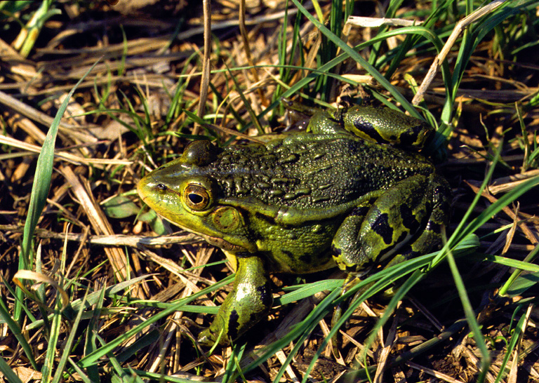 Pelophylax nigromaculatus